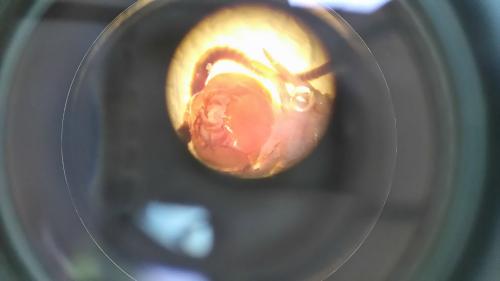 Lithobius macilentus